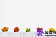 己亥日出生的人命运好不好？