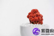 出生在甲午日的人命运好吗？