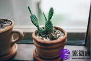 生肖属鼠和属狗的八字合不合？