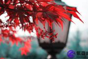 什么是泉中水命 泉中水命与什么命最般配？