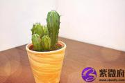 出生时辰是卯时的和巳时八字合不合？