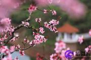 测一测你的桃花运指数是高是低