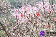 从命理中怎么看自己桃花运