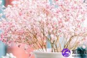 在阴历几月出生的桃花运好