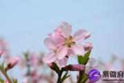 家里放什么可以增加桃花运