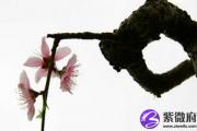 老公招桃花运怎么办可风水化解