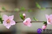 风水告诉你如何旺正桃花运
