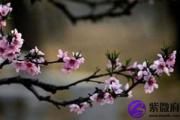 卧室放什么花招桃花运效果明显