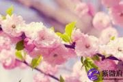 有什么因素阻碍桃花运的到来
