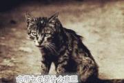 命带七杀是什么意思 - 七杀星之个性
