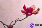 在农历几月出生有桃花运