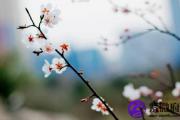 如何去掉老公的桃花运最有效