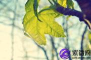 什么月份出生的人命中带财 事业有成衣食无忧？