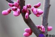 丙火生于戍月