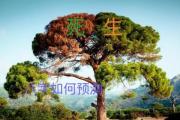 八字如何预测生死 - 教你如何用八字预测生死