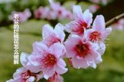 老公的烂桃花怎么 - 老公烂桃花的方法