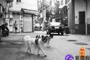 犬吠测吉凶