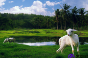 女属羊的属相婚配分析