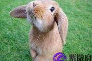 十二生肖兔的婚姻
