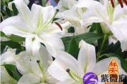 免费企业名字算命