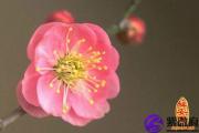 名字测试看桃花