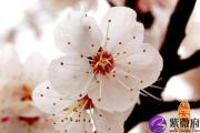 测八字算命你是哪种桃花