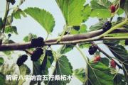 解析&*&*&纳音五行桑柘木金 - 什么是桑拓木
