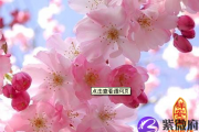 可以招桃花运的风水秘诀