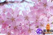 什么东西招桃花运