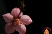 你知道什么是桃花劫吗