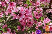 什么八字命带桃花