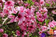八字测桃花运