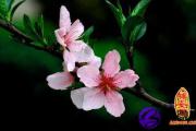 生辰八字算你的桃花运好坏
