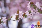 怎么避开烂桃花