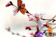 女人增加桃花运的方法