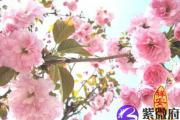 桃花运旺的八字特征
