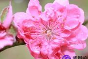 如何催旺桃花运