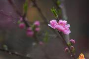 命里犯烂桃花怎么破