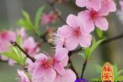 八字命理分析命带桃花