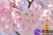 可助旺桃花的物品有哪些