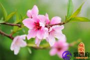 2015年旺桃花注意事项