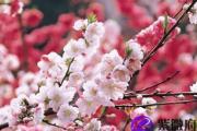 八字怎么看桃花运