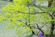 戊辰日生人分析