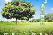 解析十天干甲木 - 十天干甲木属性
