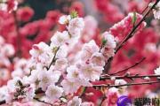 破解老公桃花运的方法