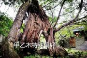 天干甲乙木的特殊偏好 - 天干甲木的特殊偏好