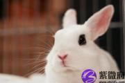 辛巳日出生的人性格与命运解析
