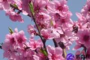 红绳子催旺桃花运方法用红绳子真的能够旺桃花吗