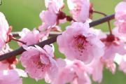 2016年怎么催旺桃花运教你如何旺桃花