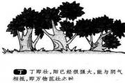 十天干类象 - &*&*&基础知识